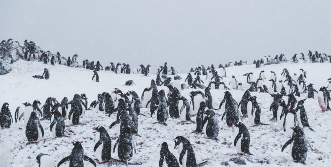 The Strange Pattern Found in Antarctica That Has Scientists Quietly Rewriting Earth’s History